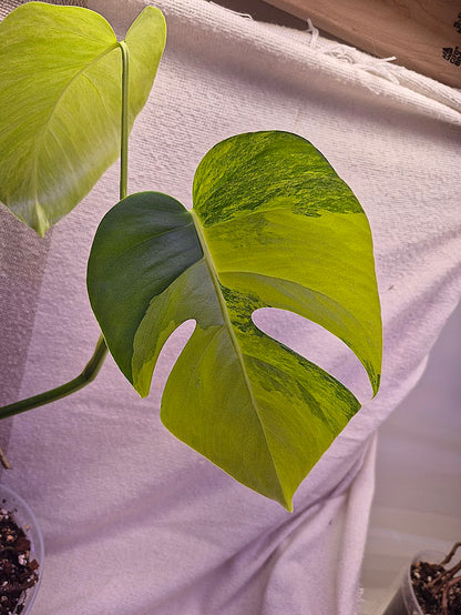Monstera Aurea # MAU06