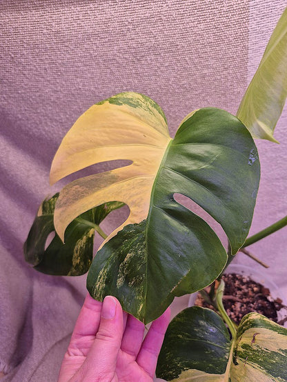 Monstera Aurea # MAU06