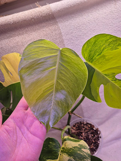 Monstera Aurea # MAU06