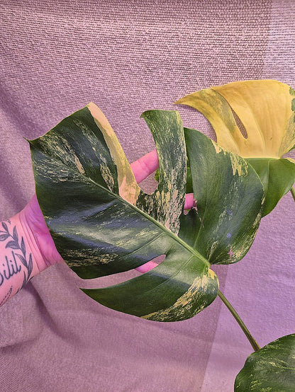 Monstera Aurea # MAU06