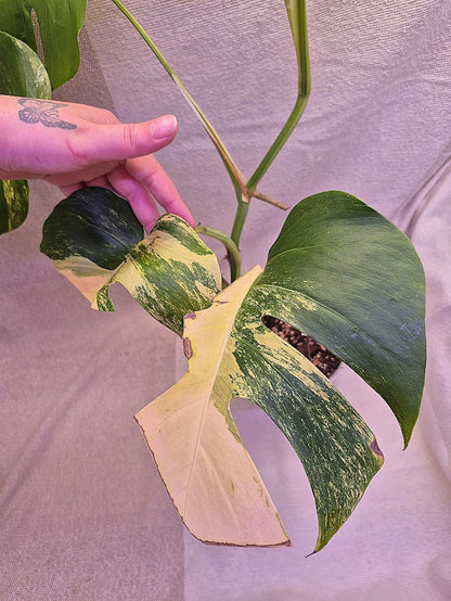 Monstera Aurea # MAU06