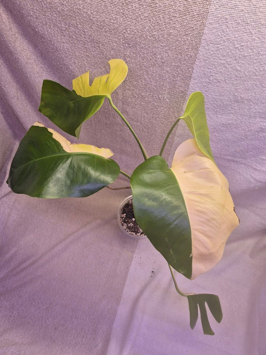 Monstera Aurea # MAU03