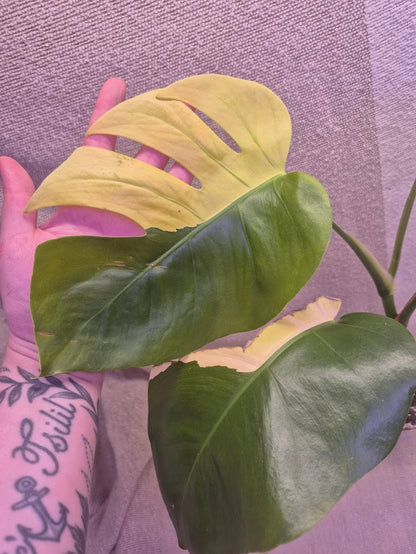 Monstera Aurea # MAU03