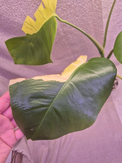 Monstera Aurea # MAU03