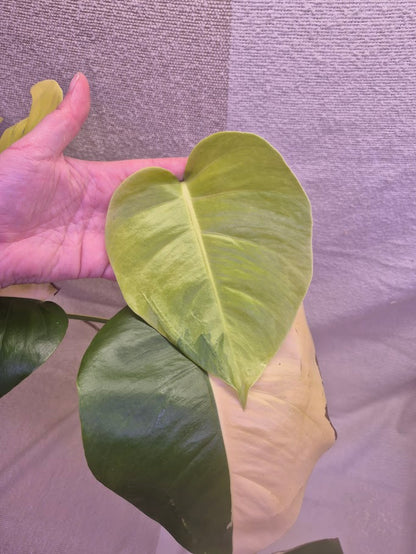 Monstera Aurea # MAU03