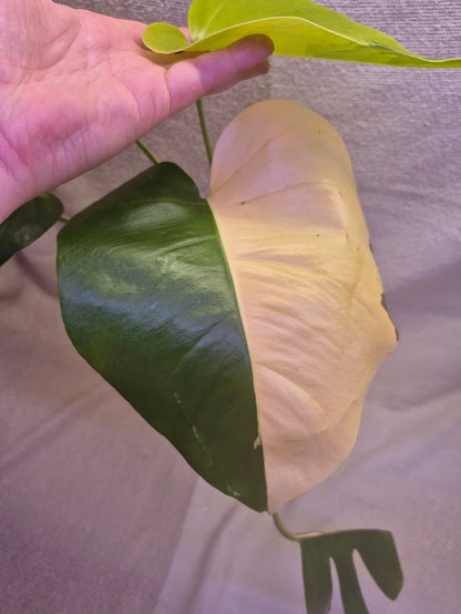 Monstera Aurea # MAU03