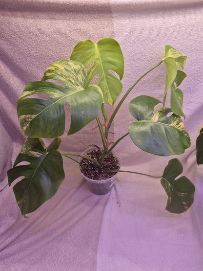 Monstera Aurea # MAU11