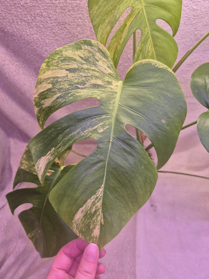 Monstera Aurea # MAU11