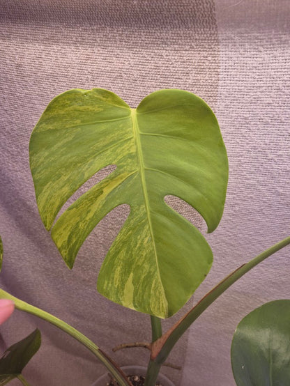 Monstera Aurea # MAU11