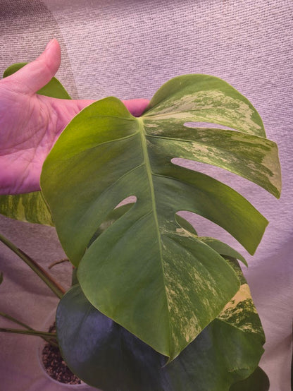 Monstera Aurea # MAU11