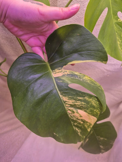 Monstera Aurea # MAU11