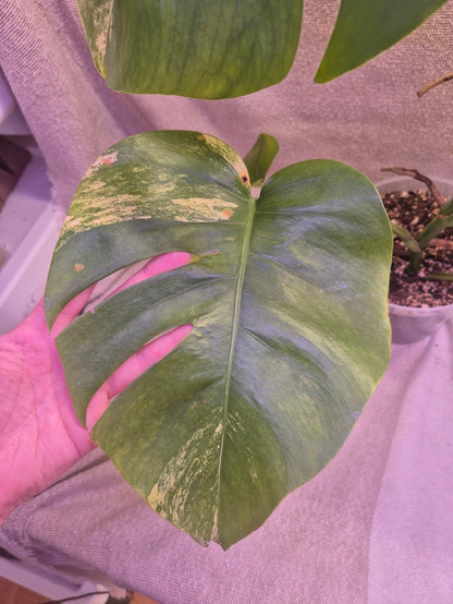 Monstera Aurea # MAU11