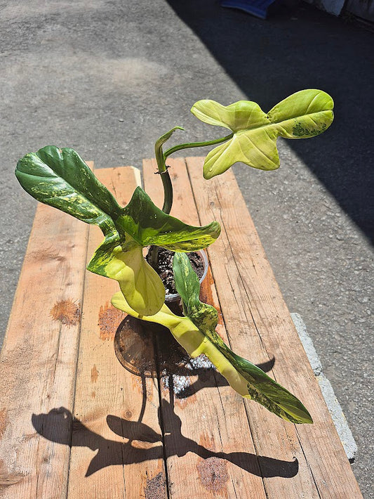 Philodendron Bipennifolium 'Violin Variegated' #PVV0501
