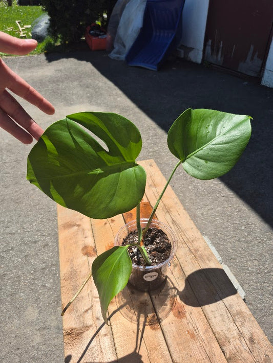 Monstera Deliciosa