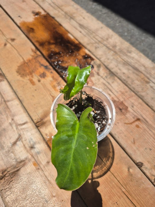 Philodendron 'Burle Marx'