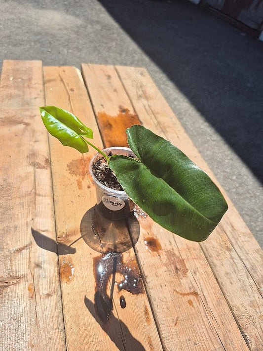 Philodendron 'Burle Marx'