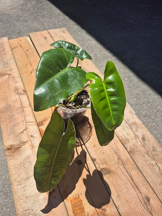 Philodendron 'Burle Marx'