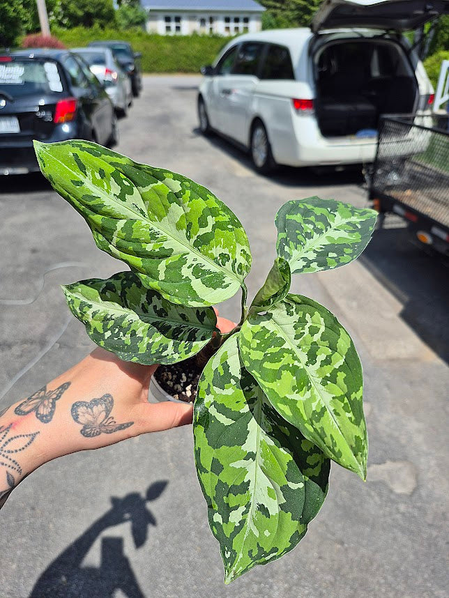 Aglaonema 'Pictum Tricolor' #APT0601