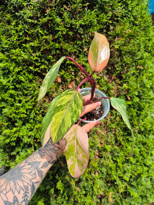 Philodendron 'Strawberry Shake' #SRSH0601
