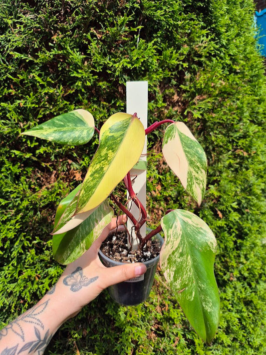 Philodendron 'Strawberry Shake' #SRSH0602