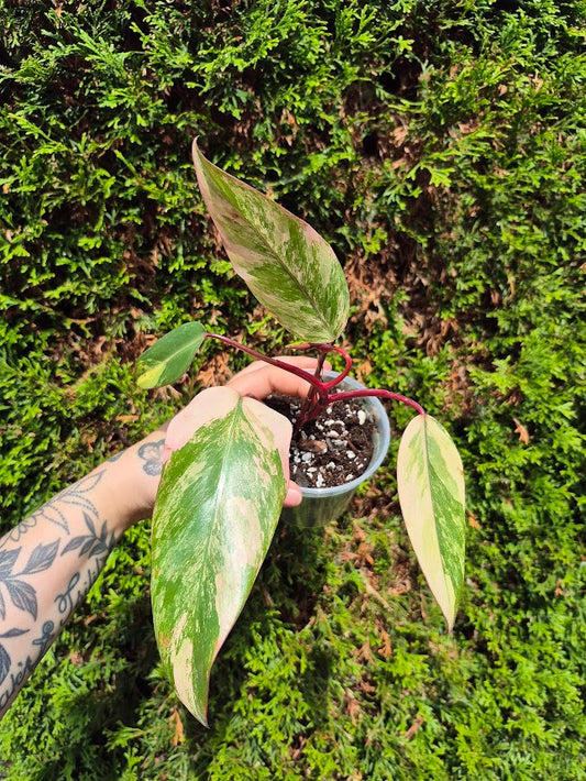 Philodendron 'Strawberry Shake' #SRSH0603