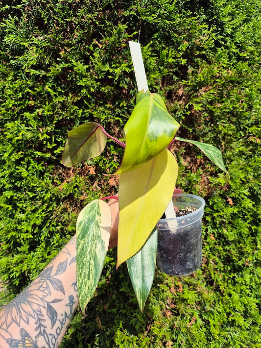 Philodendron 'Strawberry Shake' #SRSH0604