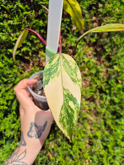 Philodendron 'Strawberry Shake' #SRSH0605