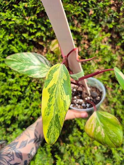 Philodendron 'Strawberry Shake' #SRSH0605