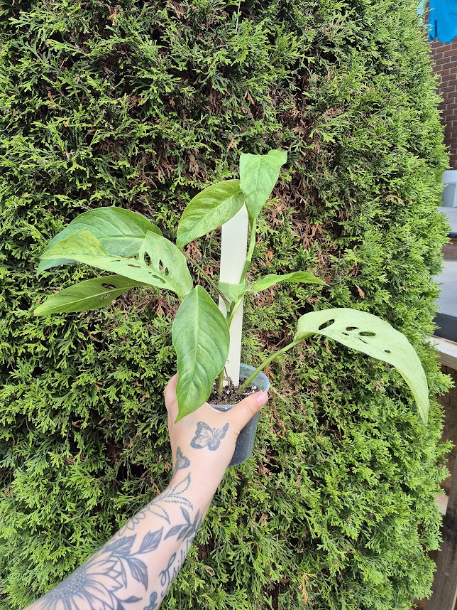 Monstera 'Laniata' Mint #MLAM0601