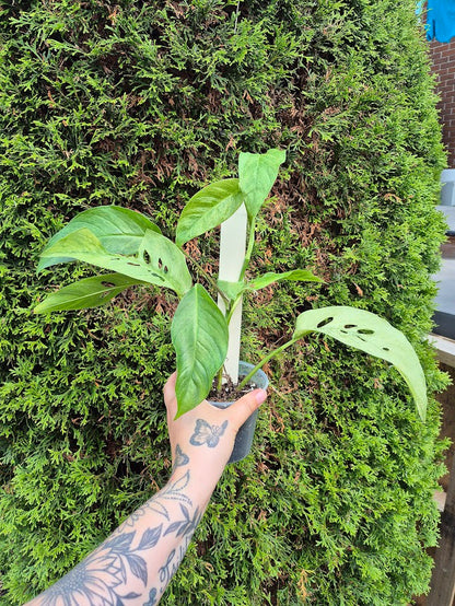 Monstera 'Laniata' Mint #MLAM0601