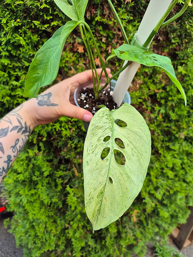 Monstera 'Laniata' Mint #MLAM0601