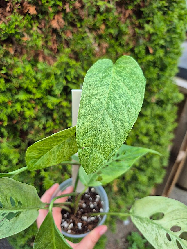 Monstera 'Laniata' Mint #MLAM0601