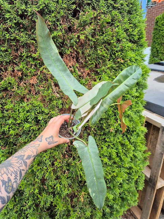 Philodendron 'Atabapoense' Var. #PATA0601