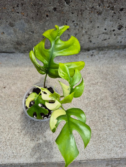 Raphidophora Tetrasperma Var. #RATV0701