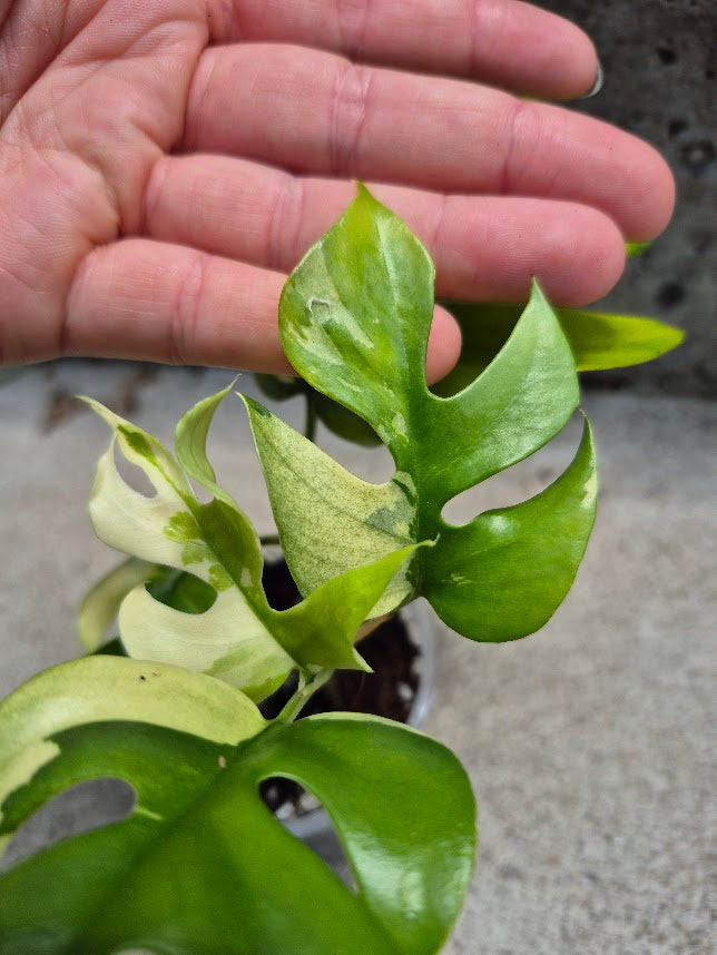 Raphidophora Tetrasperma Var. #RATV0701