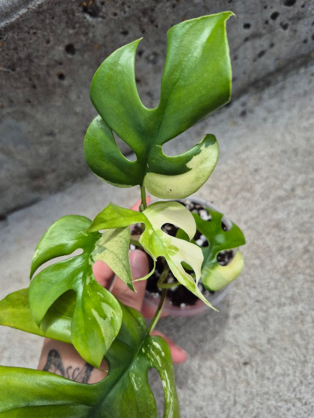 Raphidophora Tetrasperma Var. #RATV0701