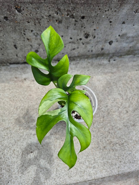 Raphidophora Tetrasperma Var. #RATV0703