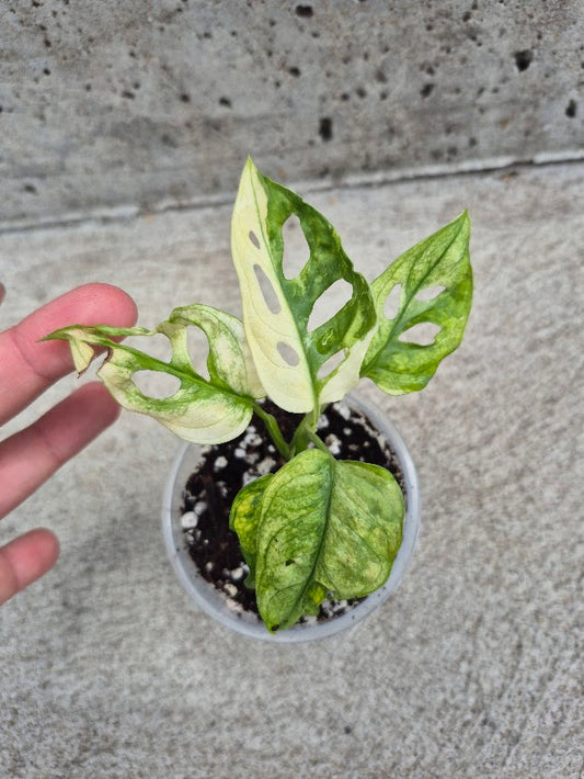 Monstera Adansonii Var. #MADV0701