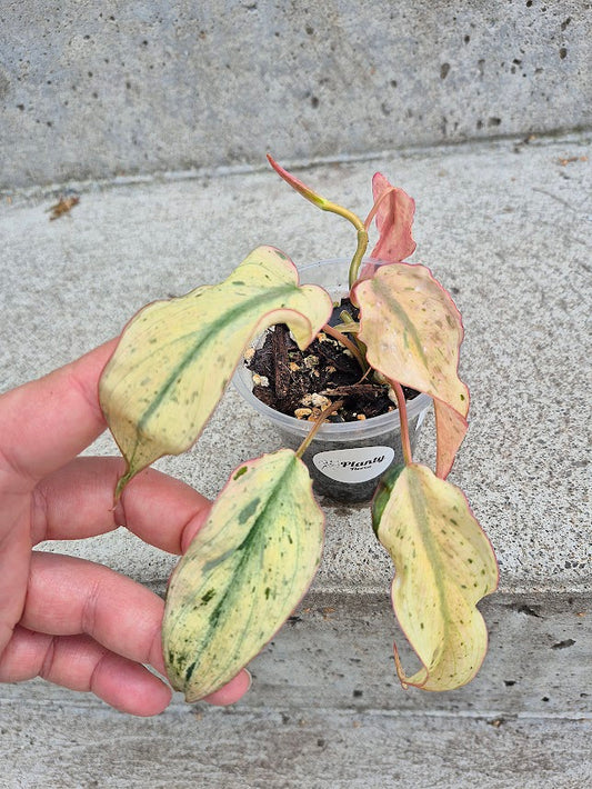 Philodendron 'Micans Mint' #PMMI0701