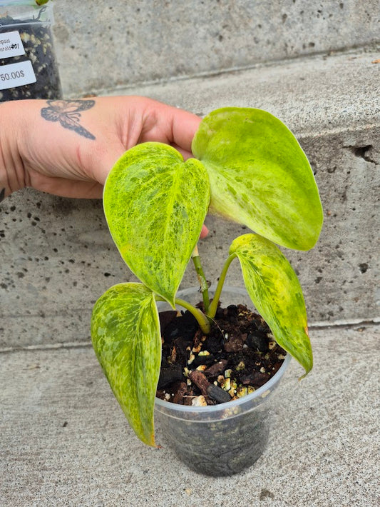 Scindapsus Green Emerald #03