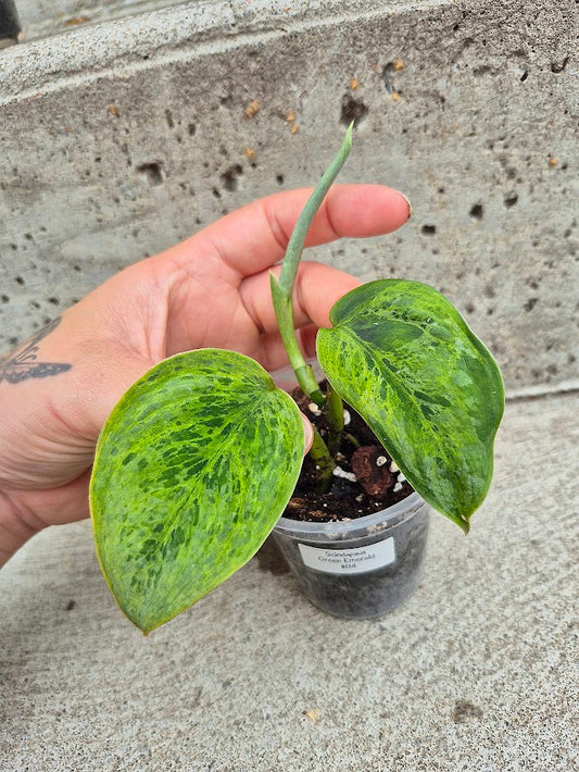 Scindapsus Green Emerald #04