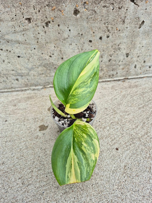 Scindapsus 'Treubii Moonlight' Var. #STMV0701