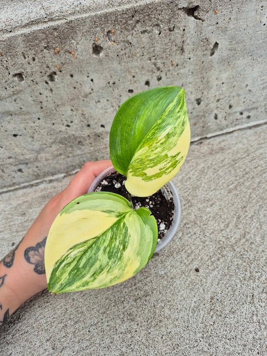 Scindapsus 'Treubii Moonlight' Var. #STMV0702