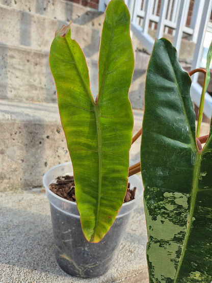 Philodendron 'Billitiae' Var
