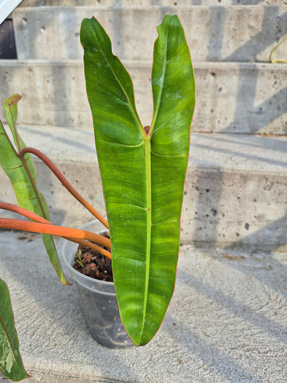 Philodendron 'Billitiae' Var