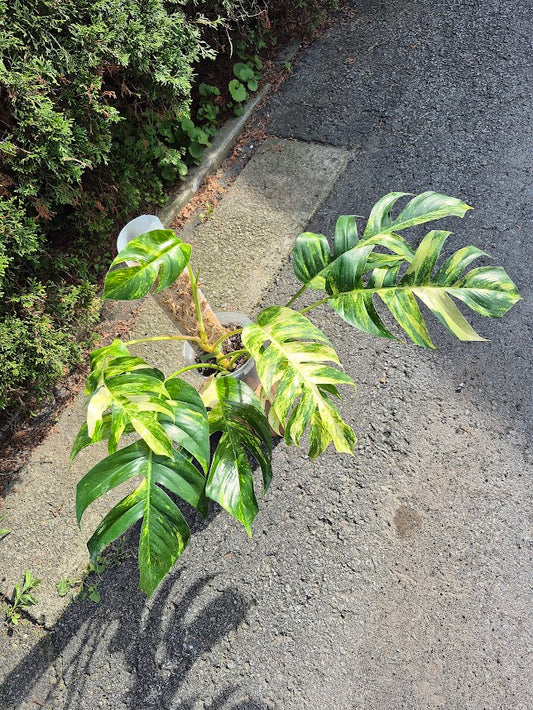 Epipremnum 'Yellow Flame' #EPIY0701