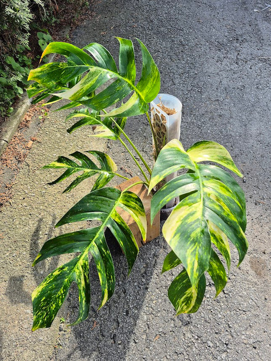 Epipremnum 'Yellow Flame' #EPIY0702