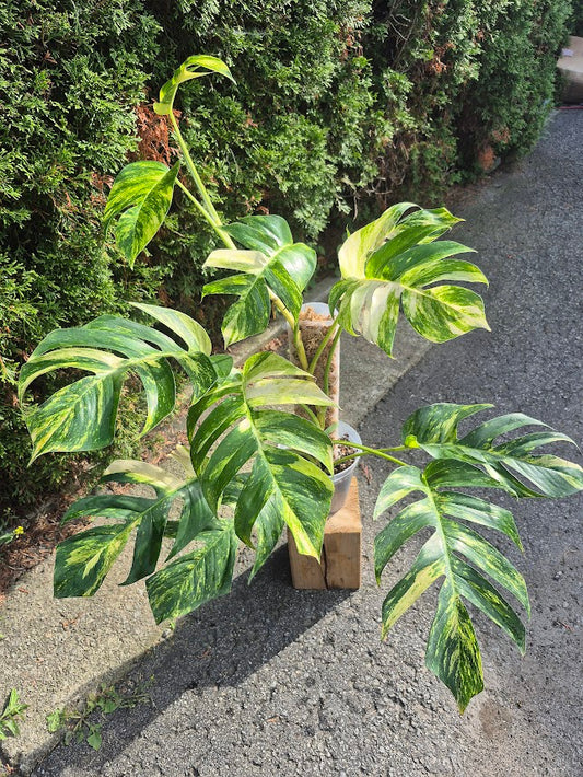 Epipremnum 'Yellow Flame' #EPIY0703