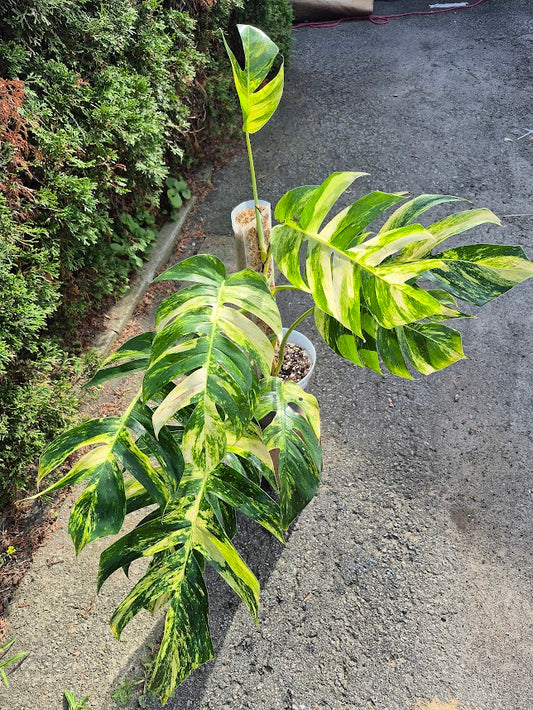 Epipremnum 'Yellow Flame' #EPIY0704
