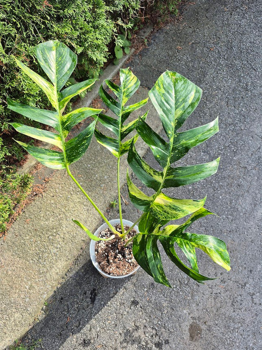 Epipremnum 'Yellow Flame' #EPIY0705